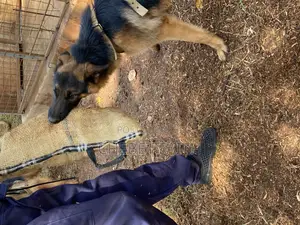 Dog Training