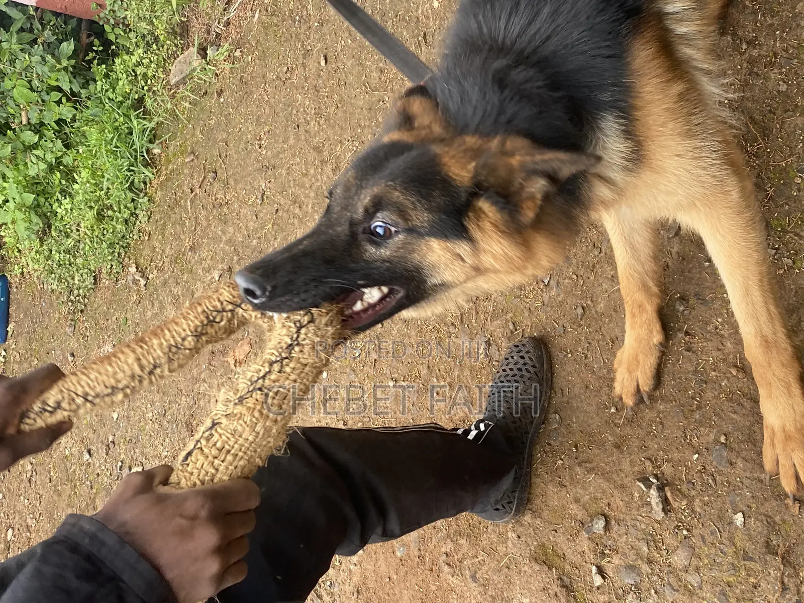 Dog Training