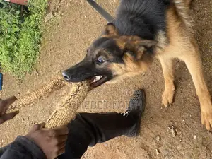 Dog Training