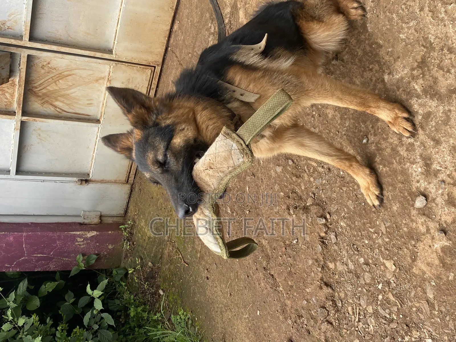 Dog Training