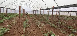 Greenhouse Contruction