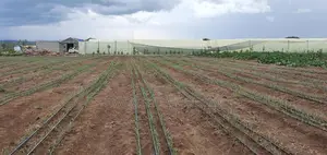 Greenhouse Contruction