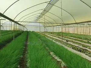 Greenhouse And Related Services