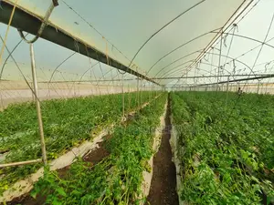 Greenhouse And Related Services
