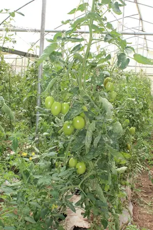 Greenhouse Construction