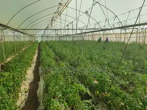 Greenhouse Construction