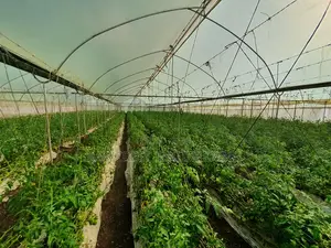 Greenhouse Construction