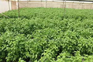 Greenhouse Installation