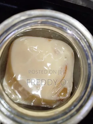 Kombucha Scoby