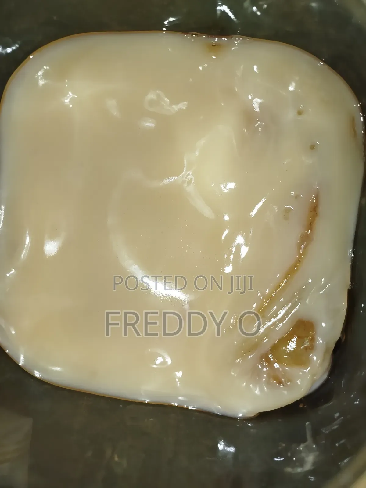 Kombucha Scoby
