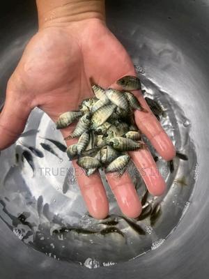 Buy Fish Fingerlings From Us - main view