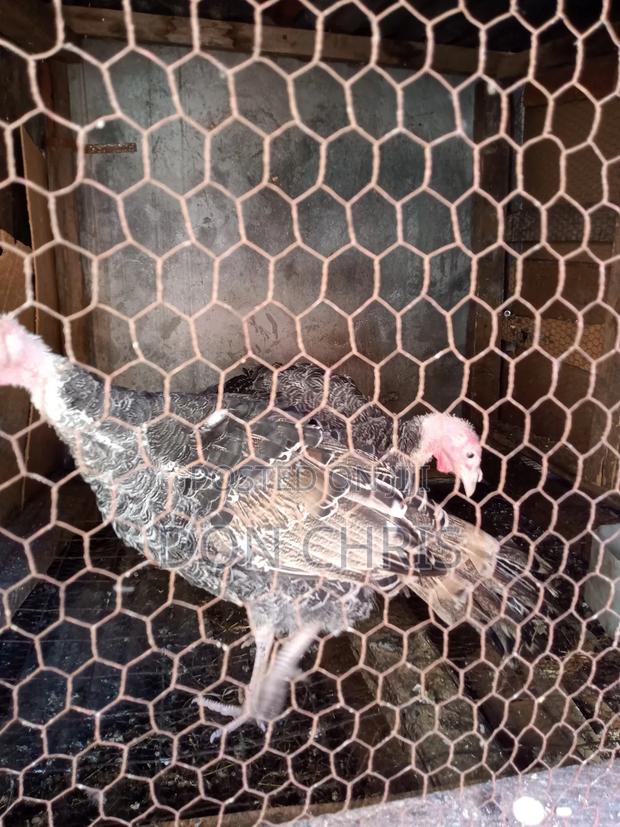 Turkey Pair - thumbnail 2