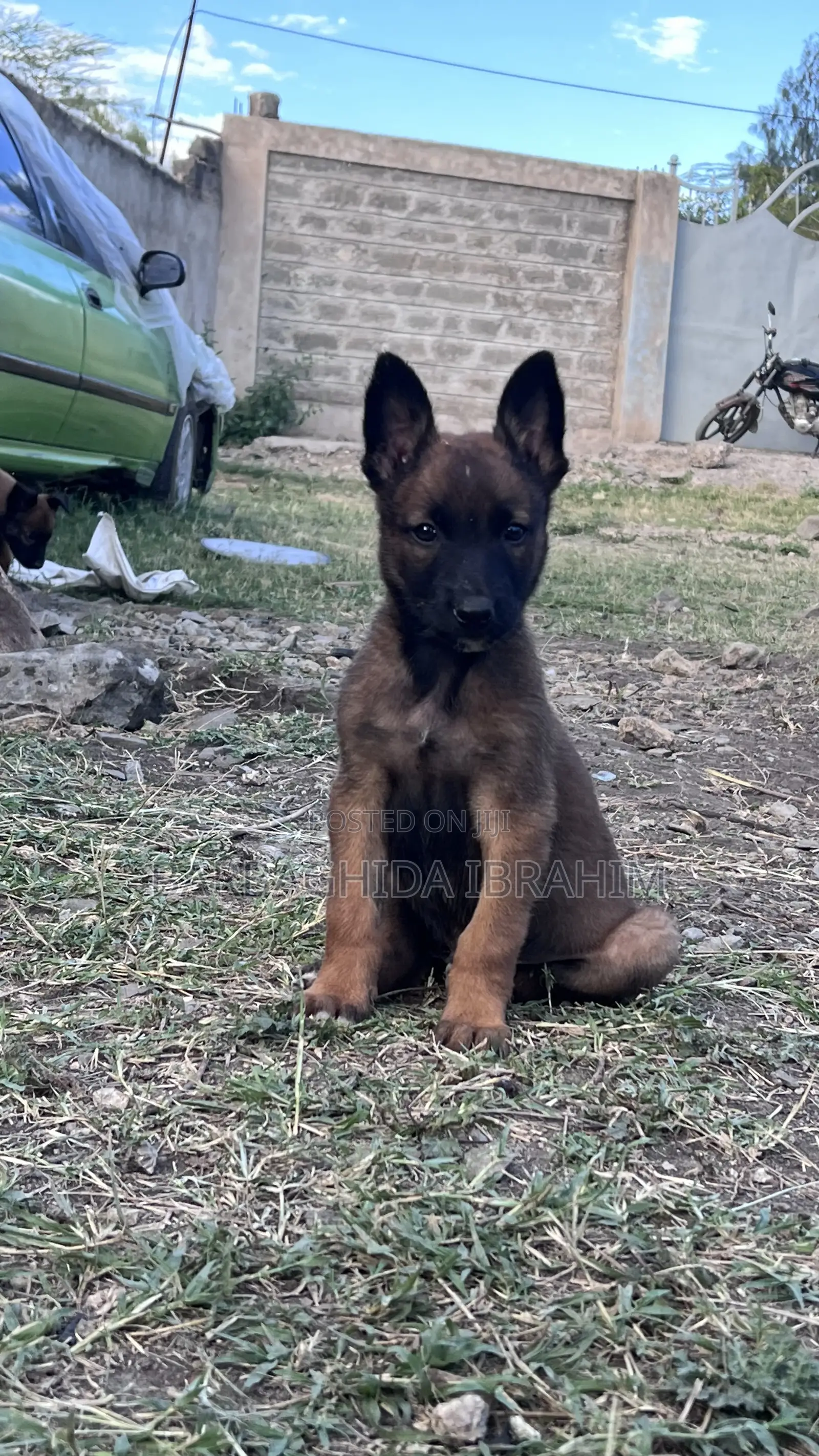 1-3 months Male Purebred Belgian Malinois