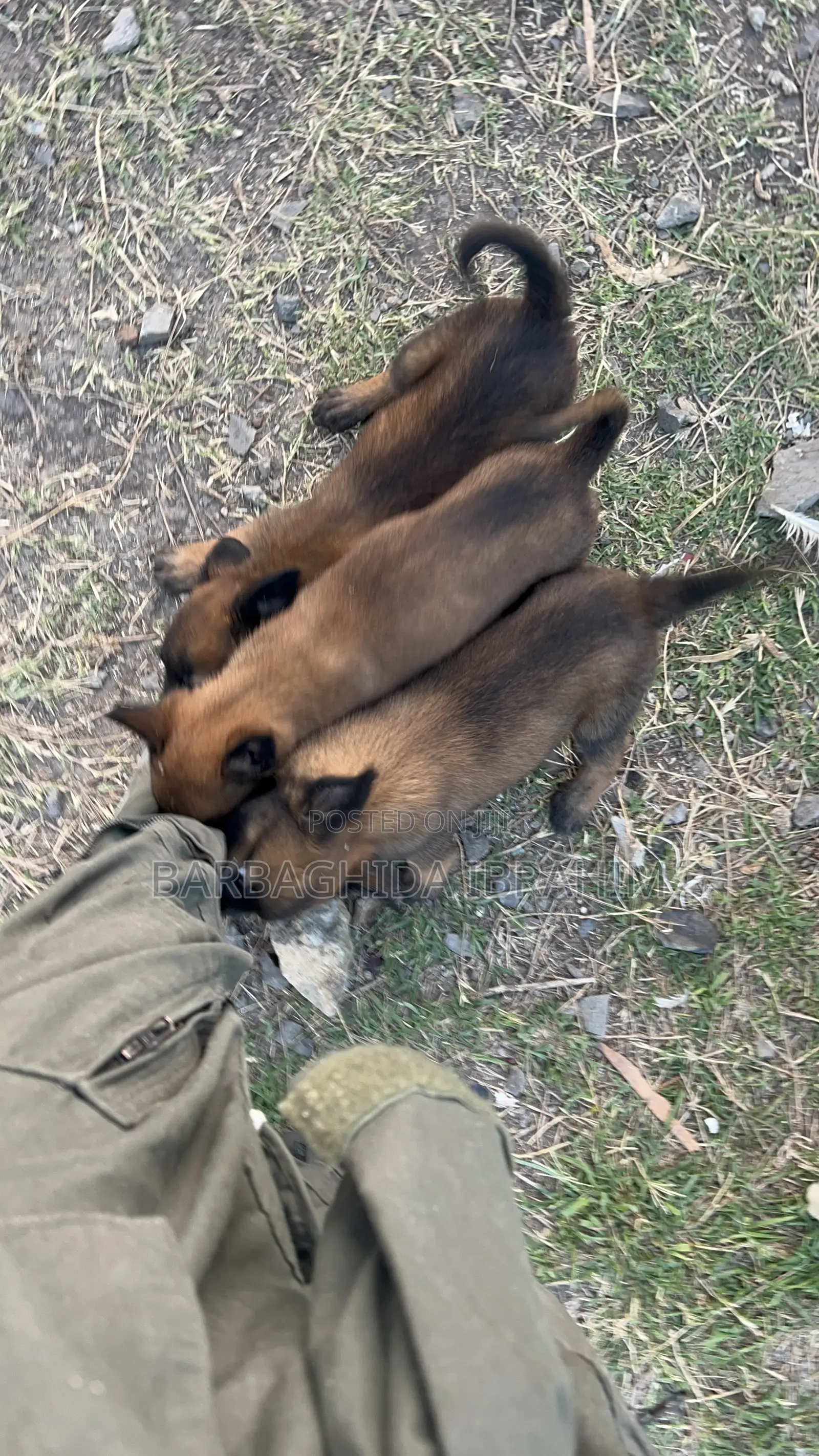 1-3 months Male Purebred Belgian Malinois