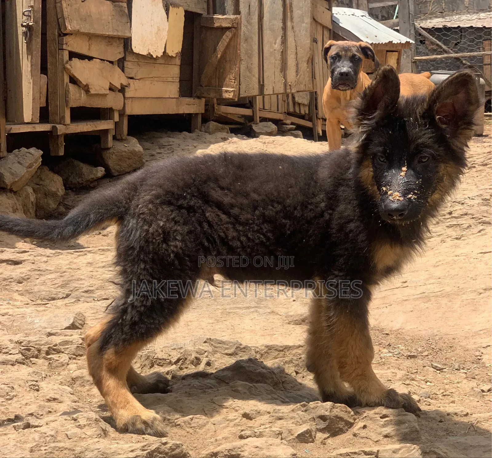 1-3 months Male Purebred German Shepherd