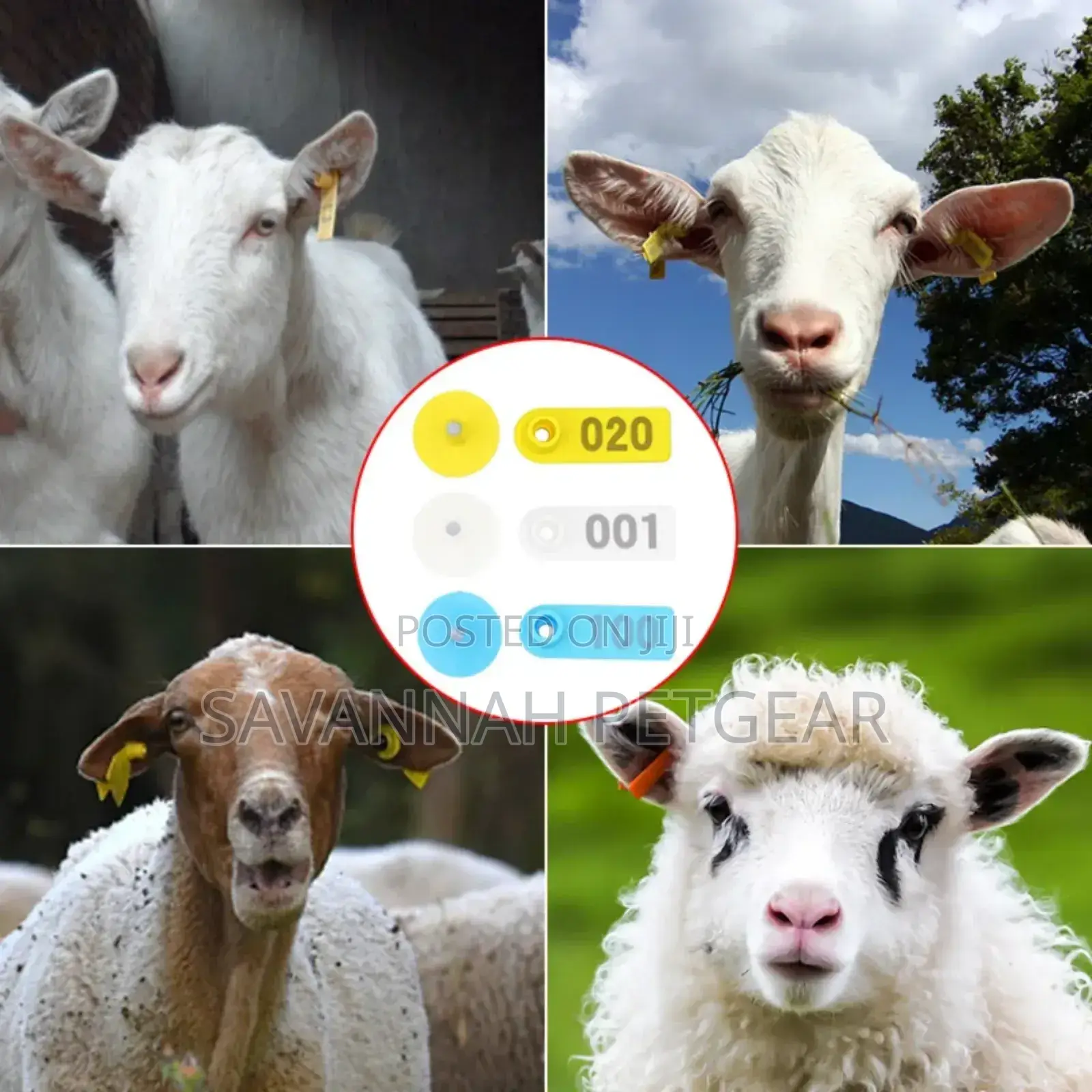 Laser Lettering Goat, Sheep Identification Mark Ear Tags