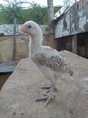 Kuchi Chicks