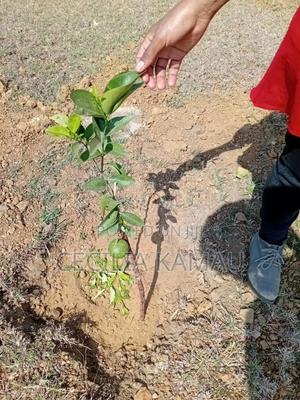 Land for Sale - main view