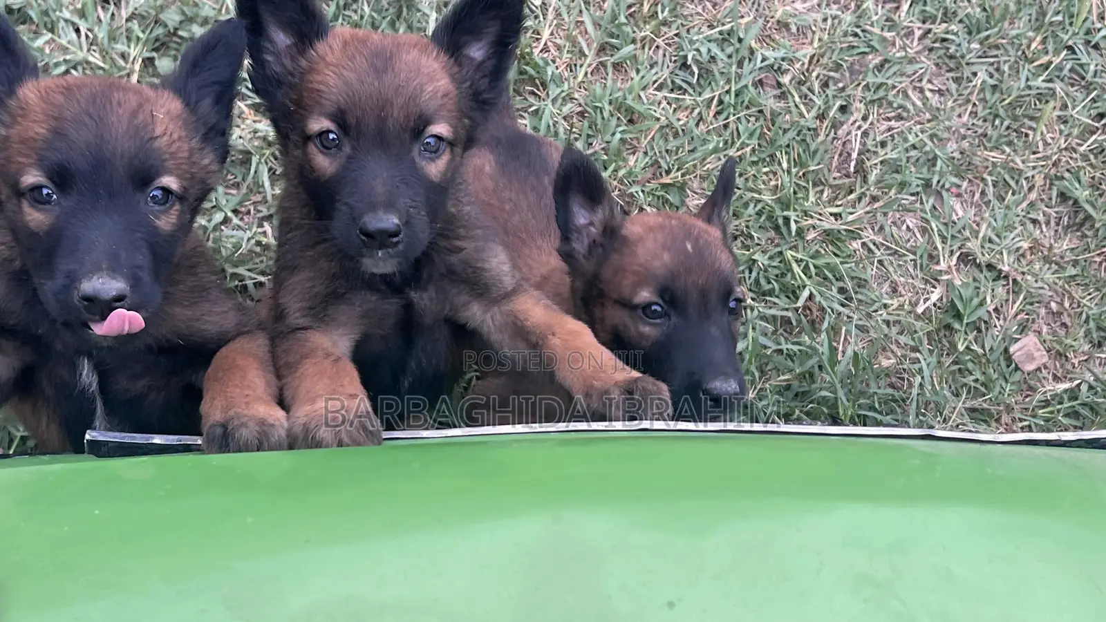 1-3 months Male Purebred Belgian Malinois
