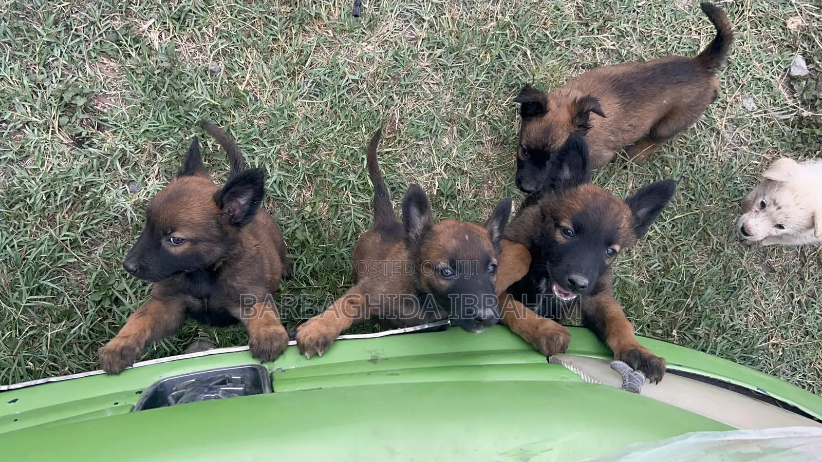 1-3 months Male Purebred Belgian Malinois
