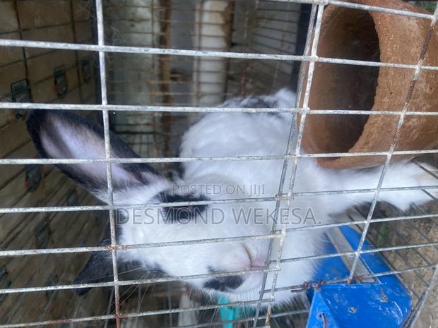 Checkered Rabbits - thumbnail 4