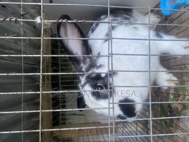 Checkered Rabbits - thumbnail 3