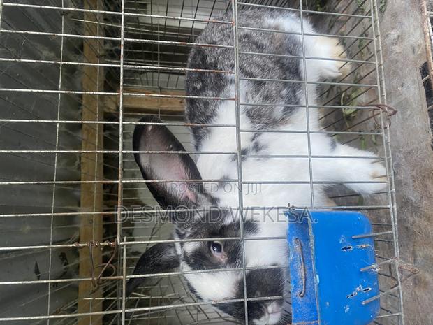 Checkered Rabbits - thumbnail 5