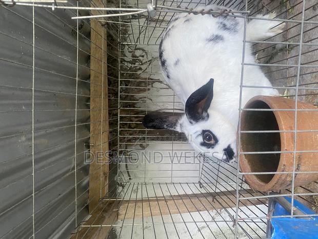 Checkered Rabbits - main view