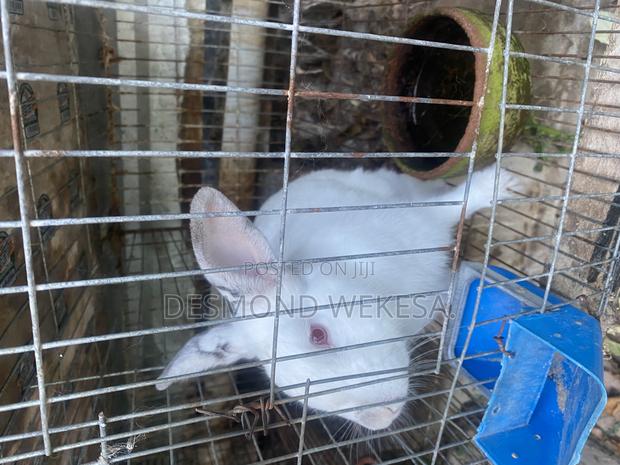 New Zealand White Rabbit