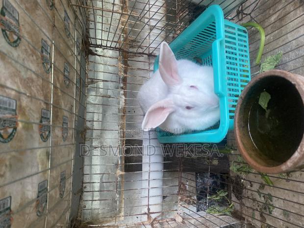 New Zealand White Rabbit - thumbnail 3