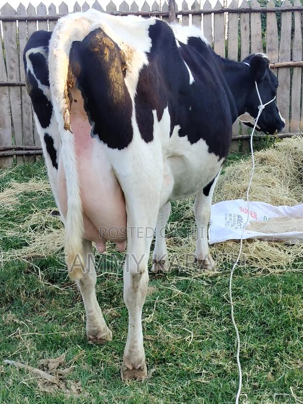 Super Pedigree Incalf Heifers