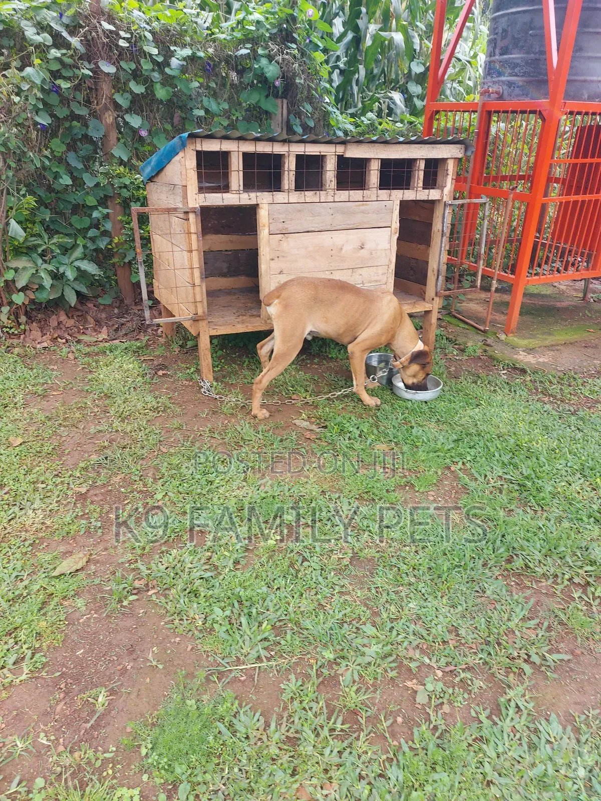 3-6 months Female Purebred Boerboel