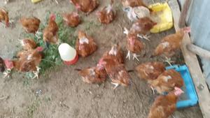 Kenbro Table Birds - main view