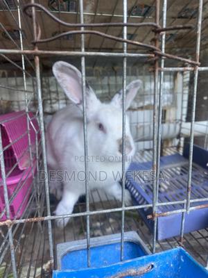 Carlifonia White Rabbits - main view