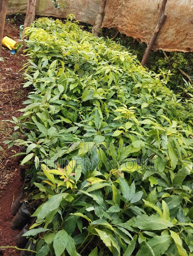 Hass Ovacado - thumbnail 3