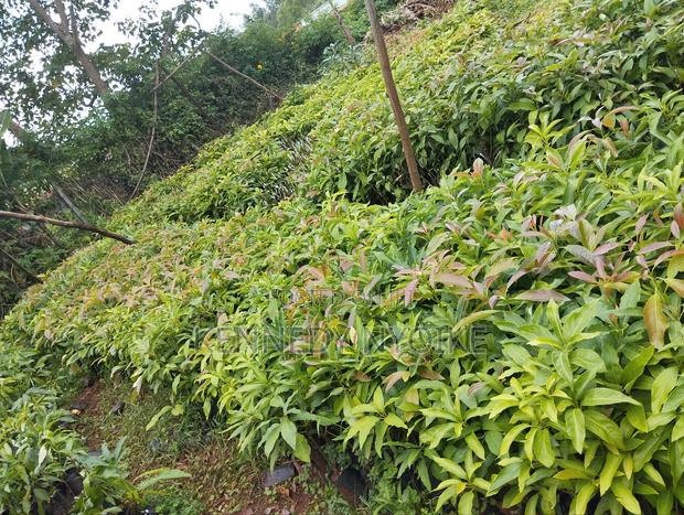 Hass Ovacado - thumbnail 4