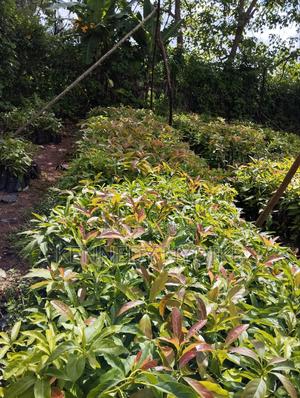 Hass Ovacado - thumbnail 2