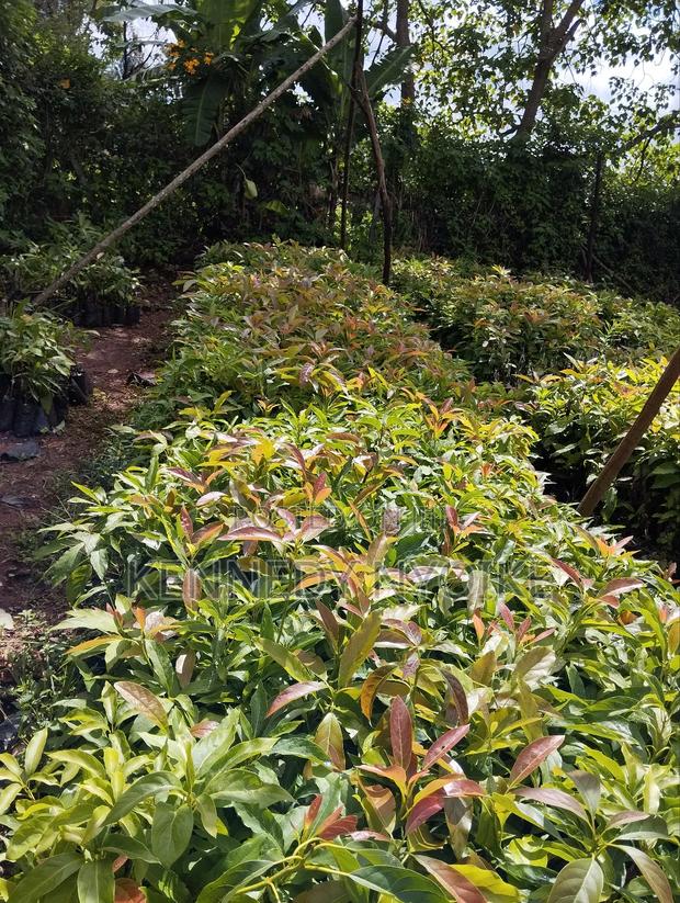 Hass Ovacado - main view