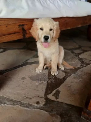 3-6 months Male Purebred Golden Retriever