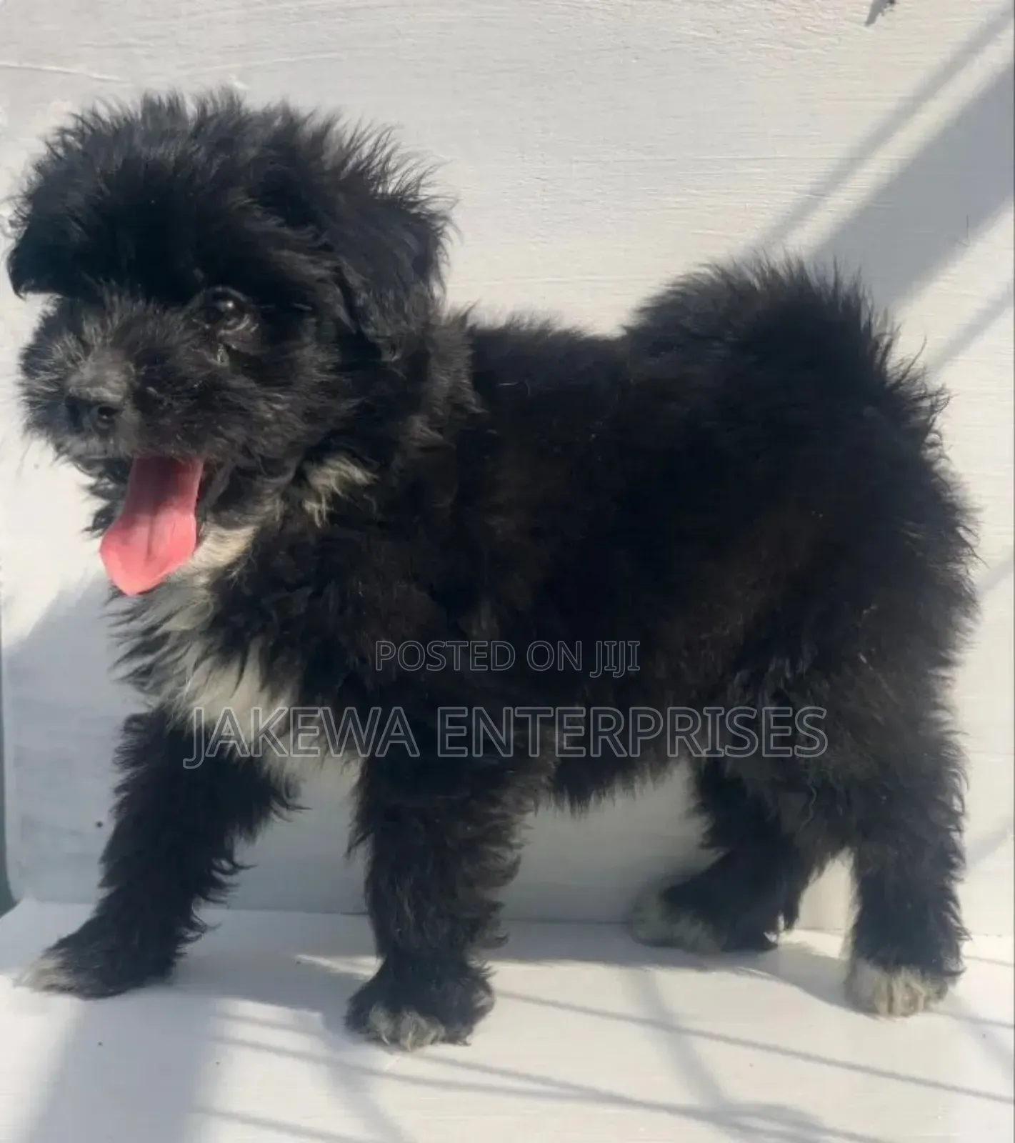 1-3 months Male Purebred Havanese