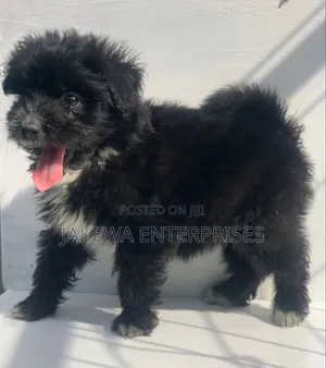 1-3 months Male Purebred Havanese
