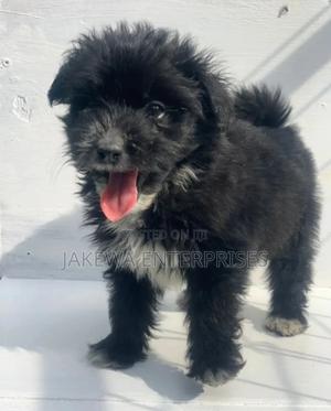 1-3 months Female Purebred Havanese - main view