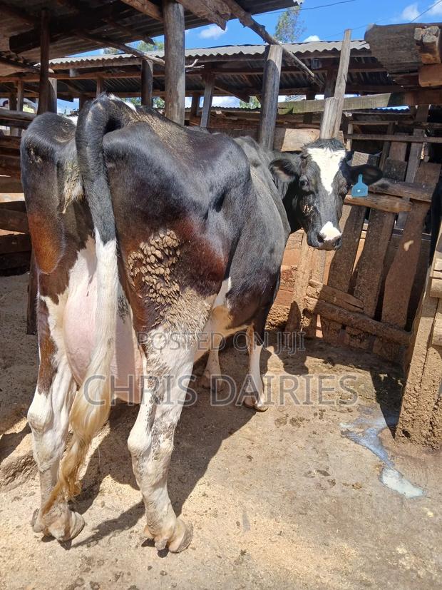 Pedigree Freshian. - main view