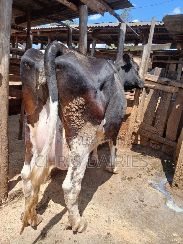 Pedigree Freshian. - thumbnail 3