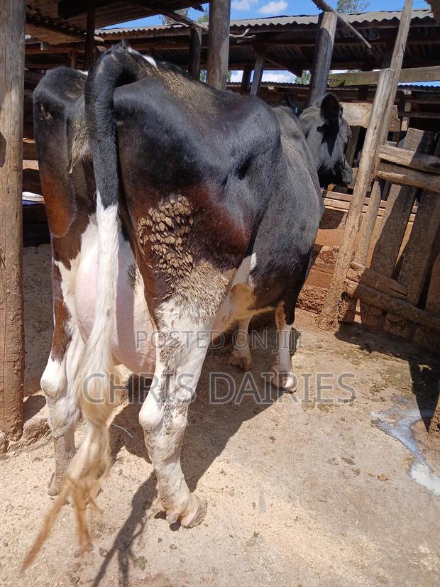 Pedigree Freshian. - thumbnail 4