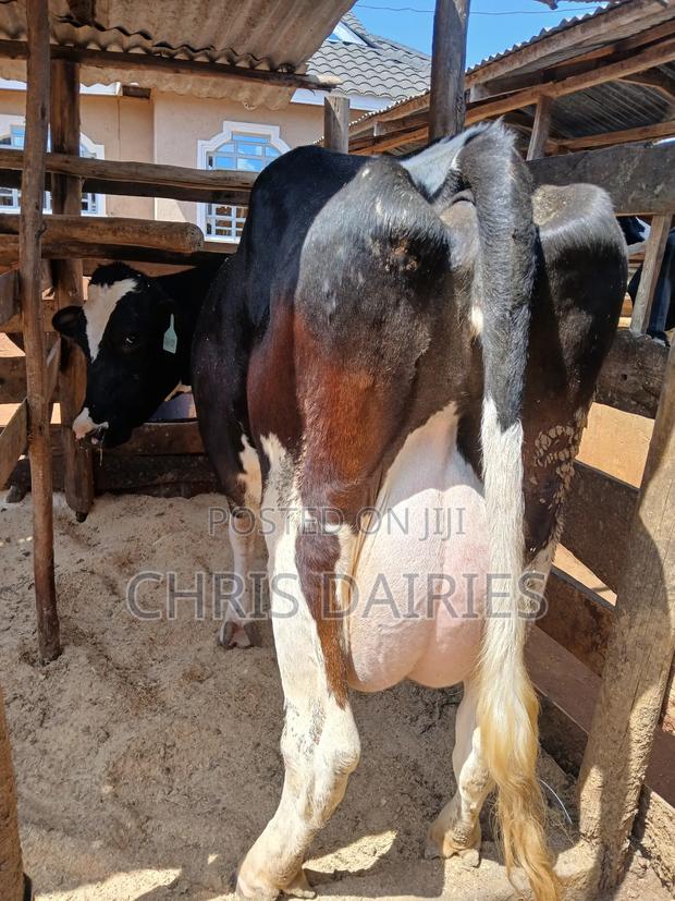 Pedigree Freshian. - thumbnail 5