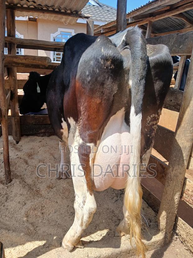 Pedigree Freshian. - thumbnail 6