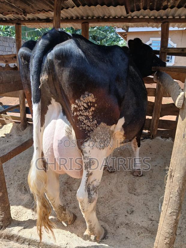 Pedigree Freshian. - thumbnail 7