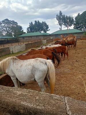 Horses on Sell for Different Varieties - main view