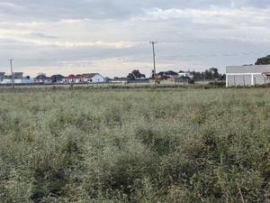 50x100 Plot for Sale in Barnabas Nakuru County. - thumbnail 2